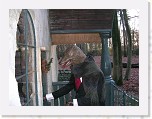 Winter Efteling 2006 41 * 2048 x 1536 * (1.1MB)